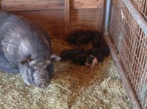 May 15 Pig litter