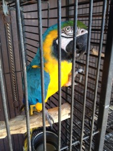 Macaw