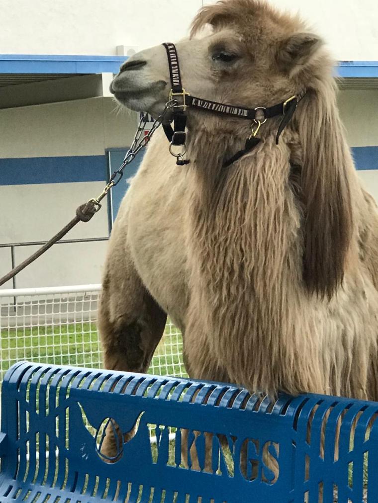 Bactrian_Camel_Harry