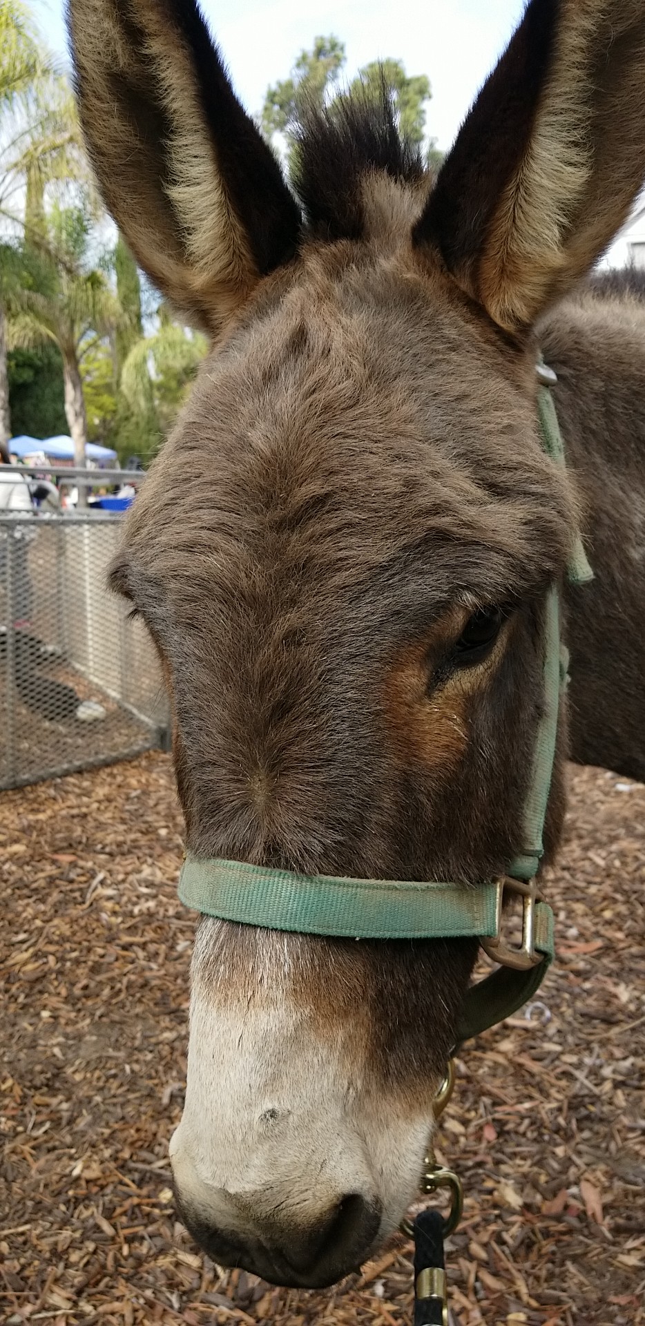 Jerusalem_Donkey_Molly